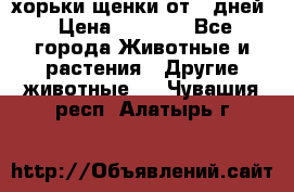 хорьки щенки от 35дней › Цена ­ 4 000 - Все города Животные и растения » Другие животные   . Чувашия респ.,Алатырь г.